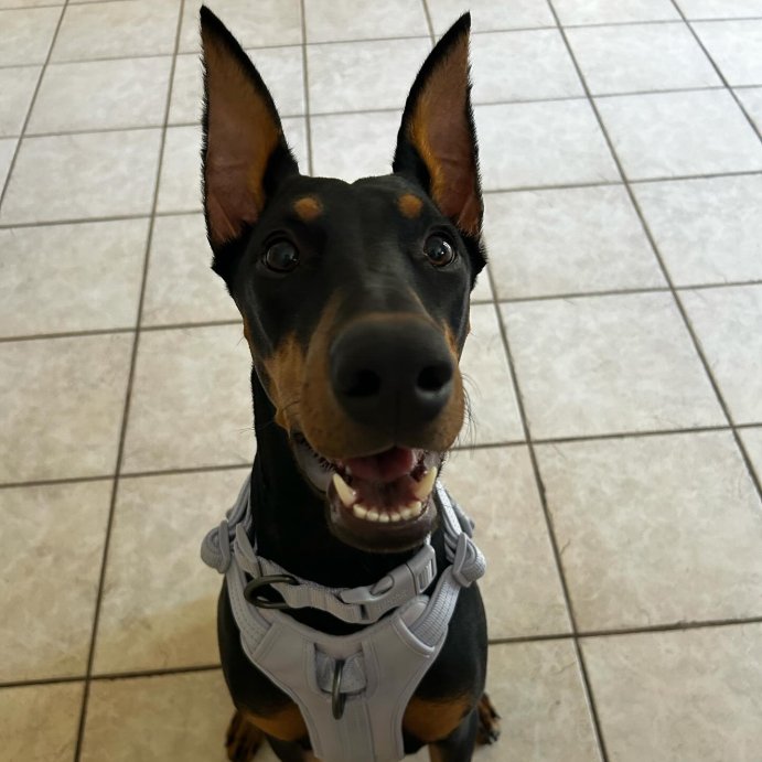 user image by @thedesertdobie, Reflective Comfort Dog Harness - Boots & Barkley™