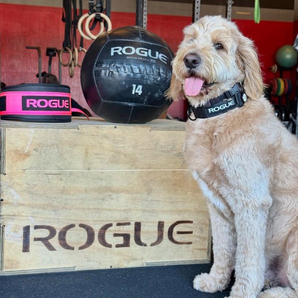 Rogue Dog Collar MIL Edition Rogue Fitness