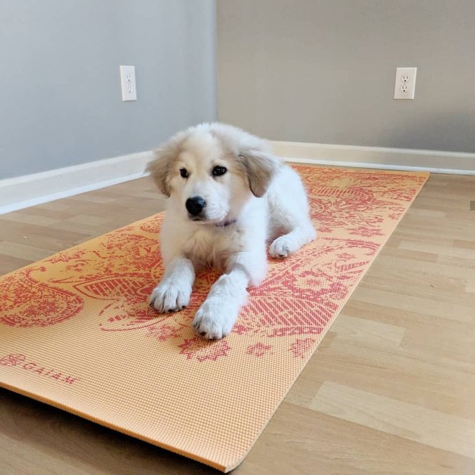 user image by @youngcoconutyoga, Gaiam Reversible Yoga Mat - (6mm)