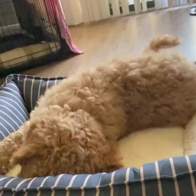 user image by @ciscostandarddoodlelife, Orthopedic Cuddler Dog Bed - Boots & Barkley™