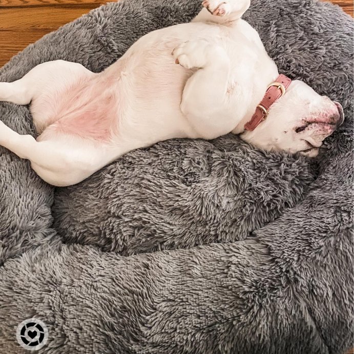 user image by @graceridge.life, Super Plush Cuddler Round Dog Bed - Gray - Boots & Barkley™