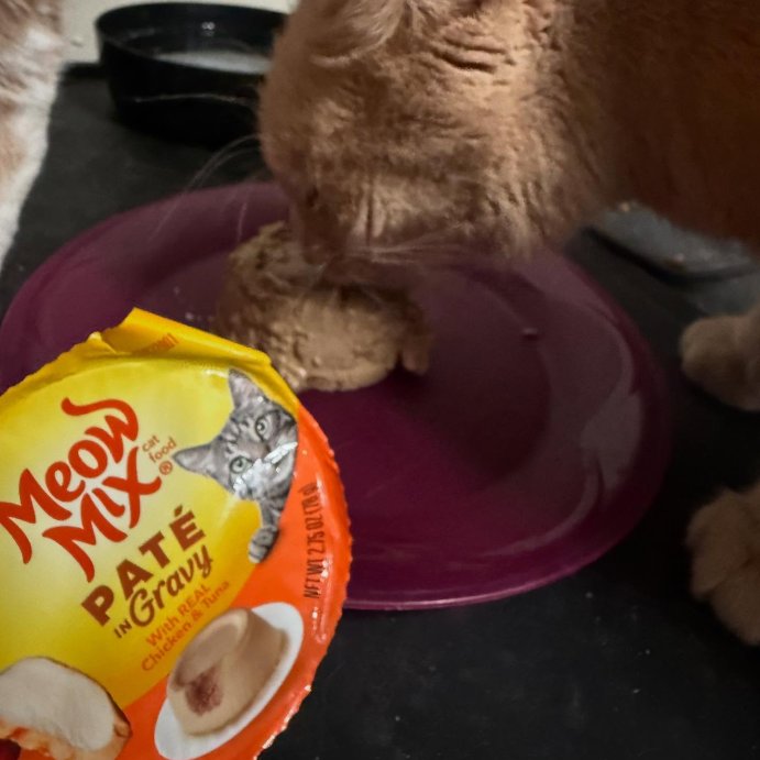 user image by @lorzechbeauty, Meow Mix Surf n Turf Tuna Salmon and Chicken Flavor Wet Cat Food - 33oz