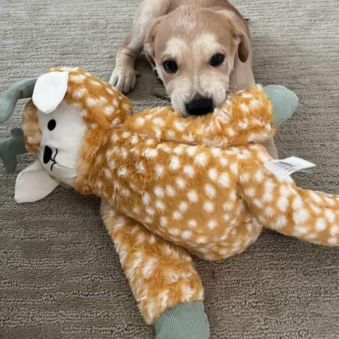 user image by @snickers_0711, Deer Plush Dog Toy - L - Boots &#38; Barkley&#8482;