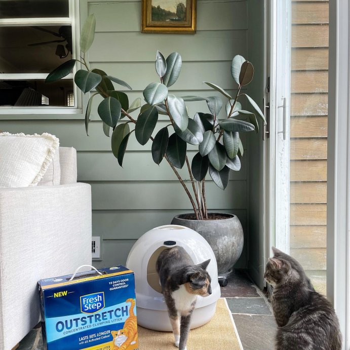 user image by @goldalamode, Fresh Step Outstretch Febreze Scented Cat Litter - 19lbs