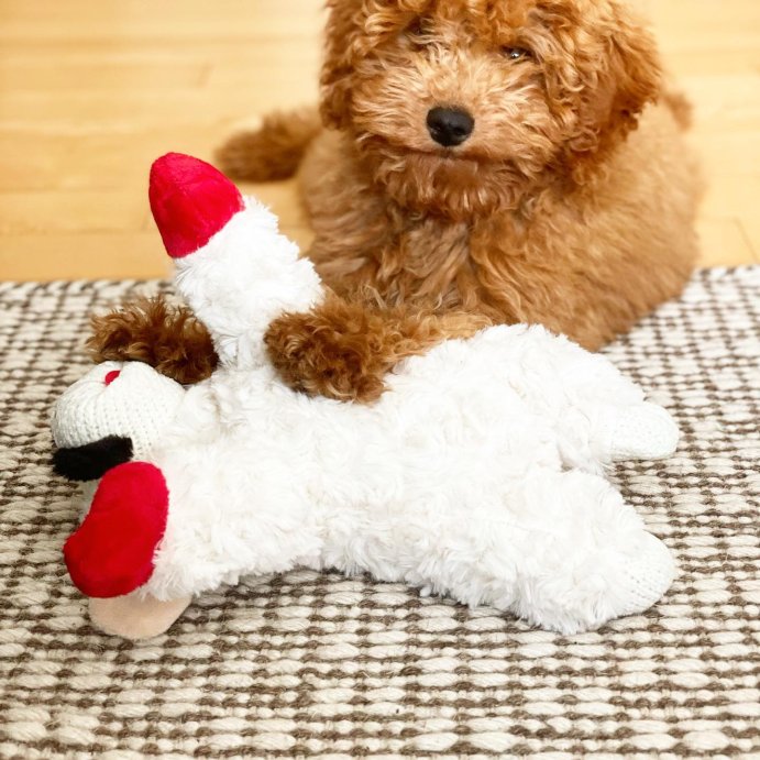 user image by @cavapoo_carl, Multipet 10.5&#34; Lamb Chop Interactive Plush Dog Toy