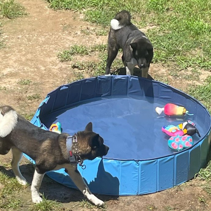 user image by @vanventurespawlace, Yaheetech Foldable Pet Swimming Pool for Cats and Dogs