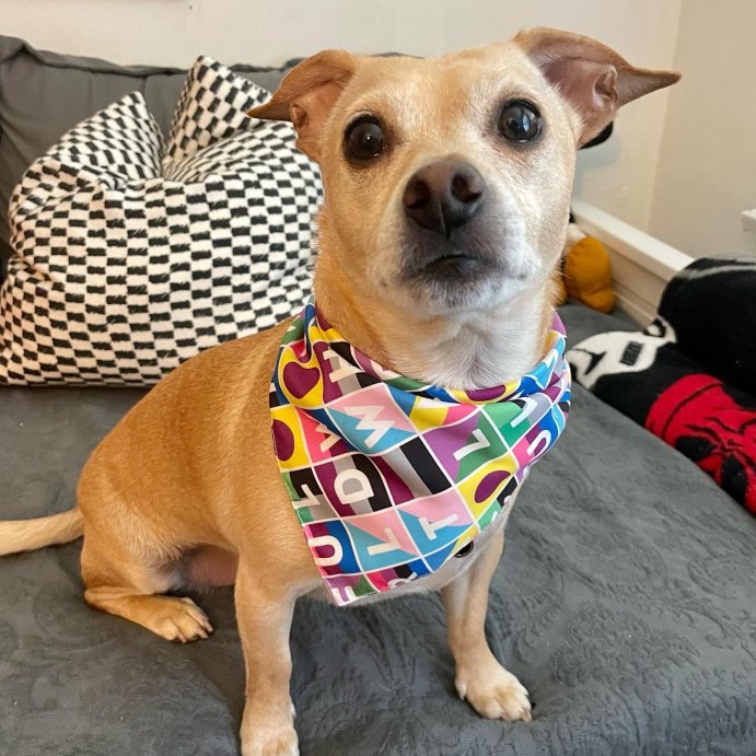 user image by @ziggy_barkley, My First Pride Dog and Cat Cropped Tank Top - Blue