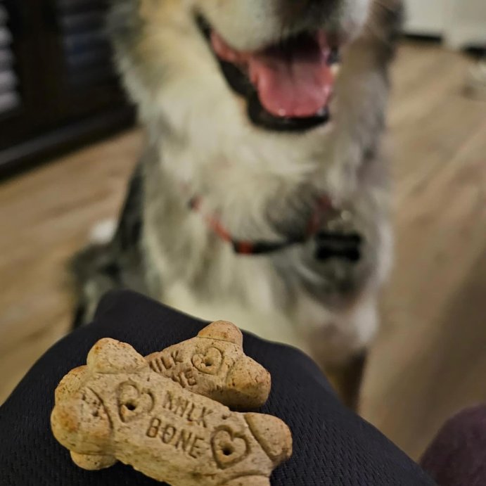 user image by @tawnyugh, Milk-Bone Halloween Pumpkin Spiced Flavor Crunchy Dog Treats - 8oz
