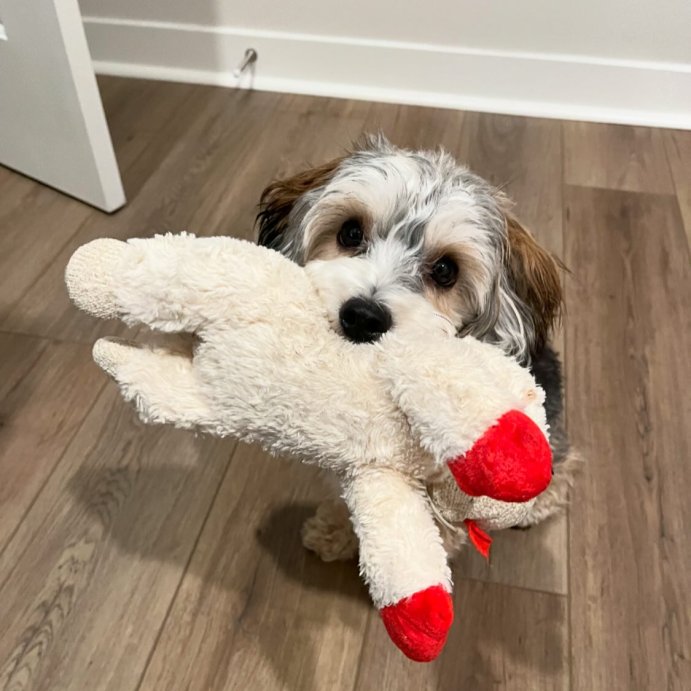 user image by @kurothemorkiepoo, Multipet 10.5&#34; Lamb Chop Interactive Plush Dog Toy