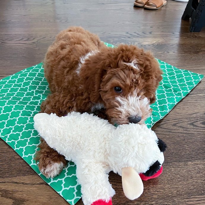 user image by @levisdiary_, Multipet 10.5&#34; Lamb Chop Interactive Plush Dog Toy