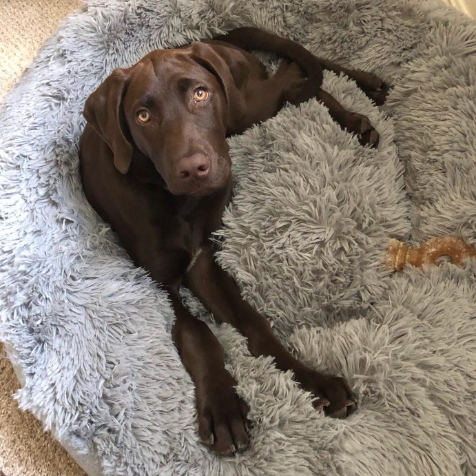 user image by @berkley.boy, Super Plush Cuddler Round Dog Bed - Gray - Boots & Barkley™