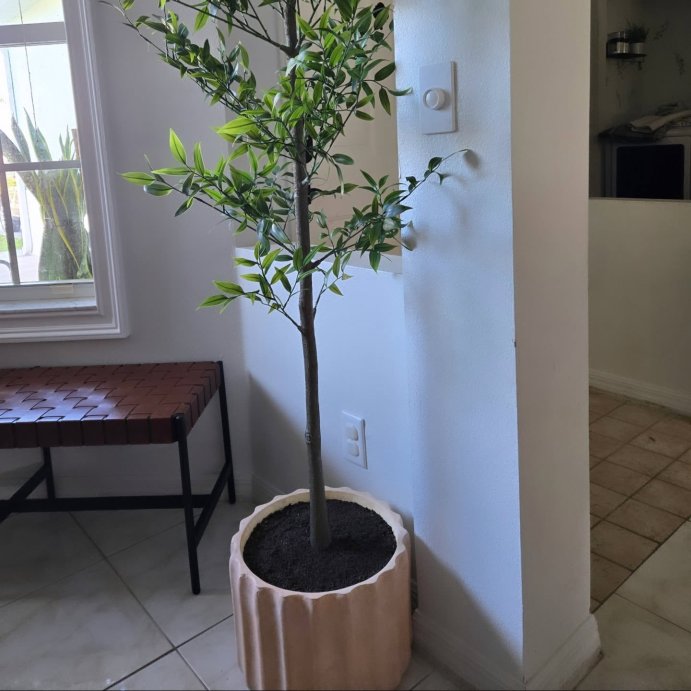 user image by @onamommyclock, Shady Lady Tree in Ceramic Pot - Threshold&#8482; designed with Studio McGee