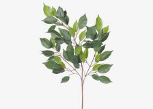 Shop Wilda Ficus Branch and more