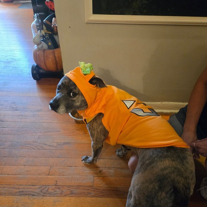 user image by @brindleskye, Jack-O'-Lantern Pumpkin Reflective Halloween Hoodie Dog and Cat Costume - Boots & Barkley™