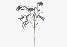 Shop Shay Gumnut Leaf Branch and more