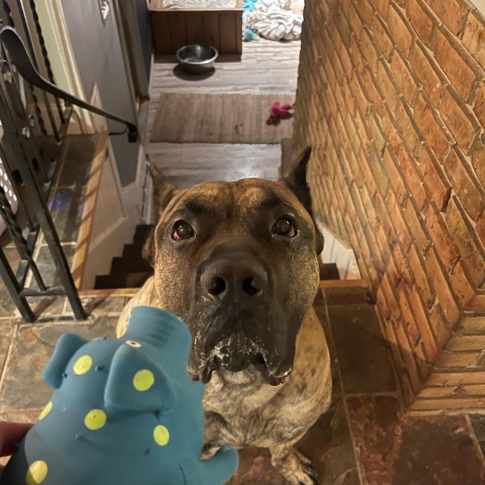 user image by @josierosie13, Multipet Latex Polka Dot Pig Dog Toy - Blue - 9&#34;
