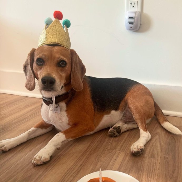 user image by @marshallonmarshall, Birthday Crown Dog Hat - Gold - 6&#34; - Boots &#38; Barkley&#8482;
