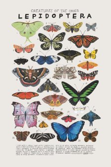 Shop Creatures of the order Lepidoptera- vintage inspired science poster by Kelsey Oseid and more