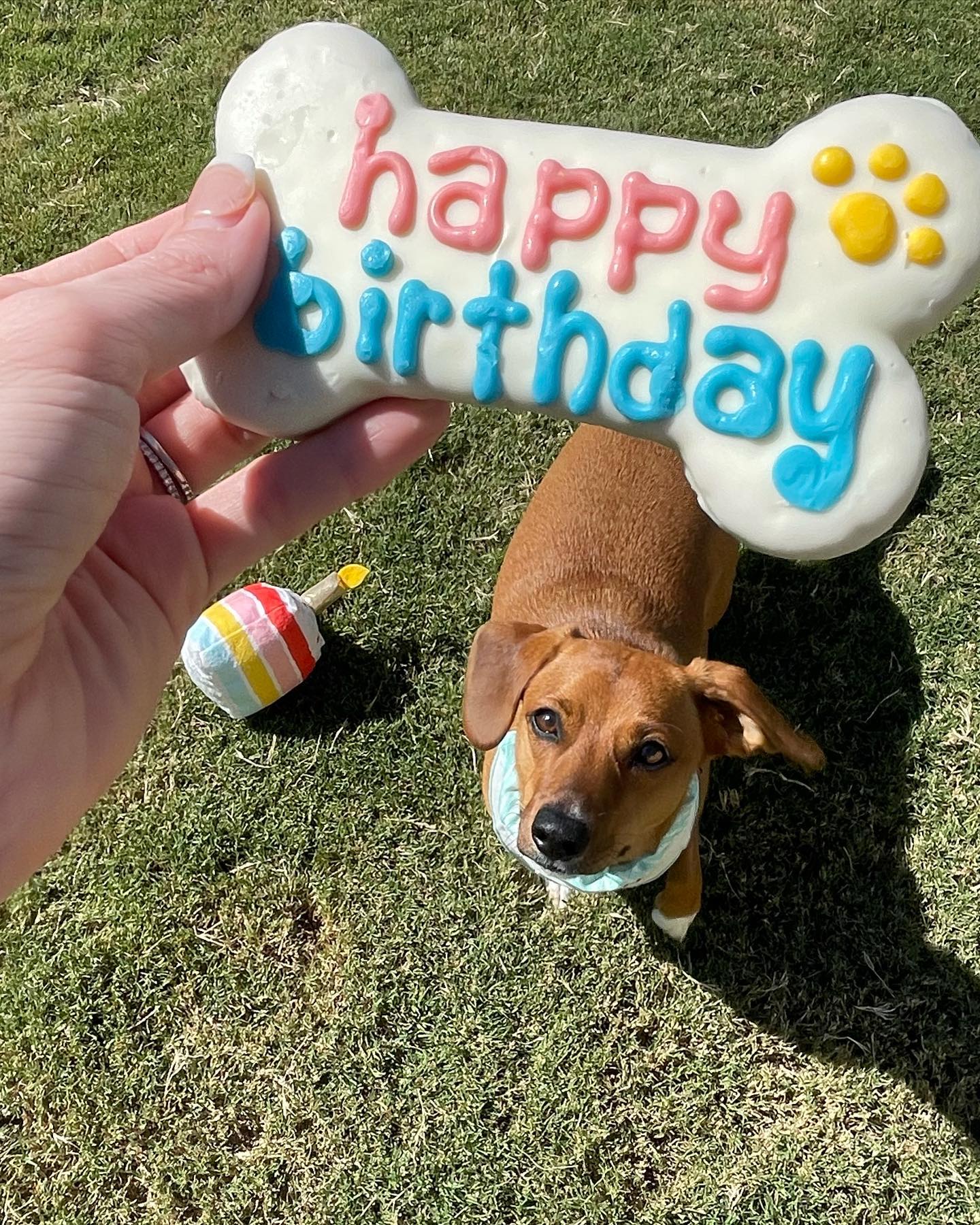 Dog Supplies : Target Dog Supplies : Target