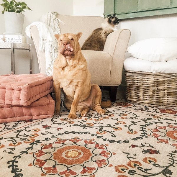 Cat Rugs Buy A Cat Rug Or Cat Area Rug Cat Proof Rugs By Ruggable