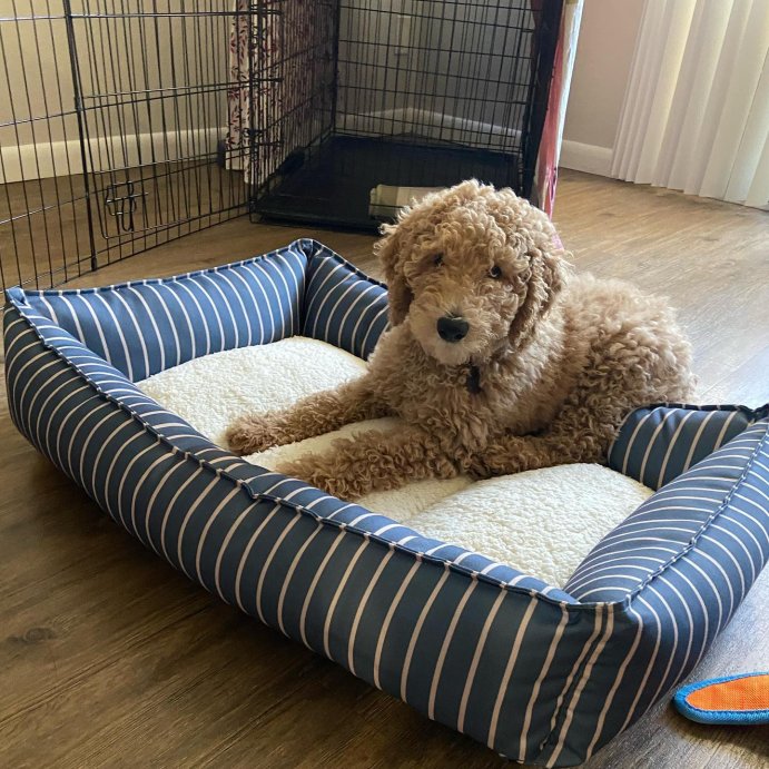 user image by @ciscostandarddoodlelife, Orthopedic Cuddler Dog Bed - Boots & Barkley™