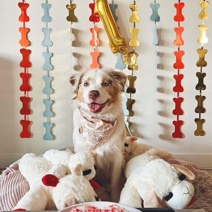 user image by @aussiehana, Multipet 10.5&#34; Lamb Chop Interactive Plush Dog Toy