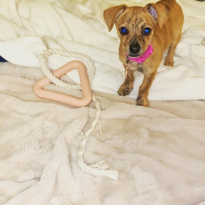 user image by @bebe__phoebe, Wild One Triangle Tug Engaging Dog Toy