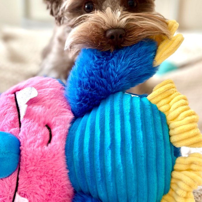 user image by @misscocotheschnauzer, Hasbro My Pet Monster Squeak and Crunch Plush Dog Toys - Blue