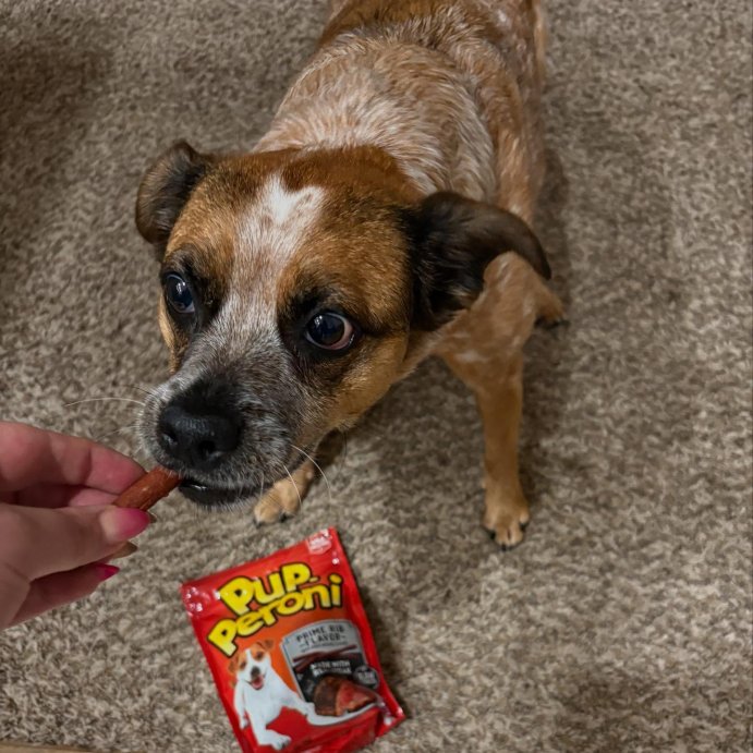 user image by @dannygurl555, Pup-Peroni Treats Peroni Beef Prime Rib Flavor Chewy Dog Treats - 22.5oz