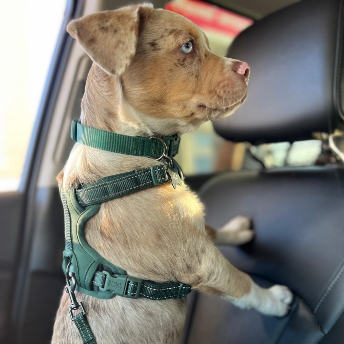 user image by @acethefrenchaussie, Reflective Comfort Dog Harness - Boots & Barkley™