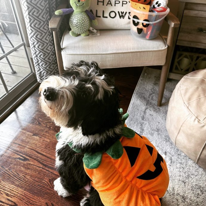 user image by @baileyannebernie, Zack & Zoey Pumpkin Pooch Dog Costume