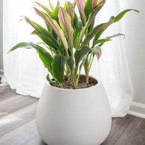 woven planter 14 Boho Chic Handmade Cotton & Jute White Woven Planter