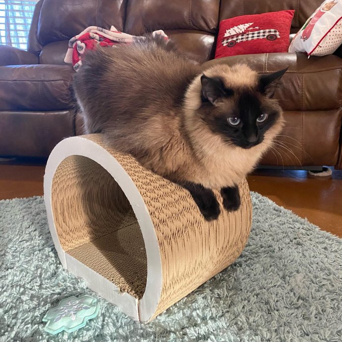 user image by @captainxameowica, Tunnel Cat Scratcher - Boots &#38; Barkley&#8482;