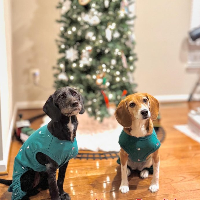 user image by @sharmashiney, Polar Bear Print Jersey Holiday Matching Family Dog and Cat Pajamas - Wondershop™ Green