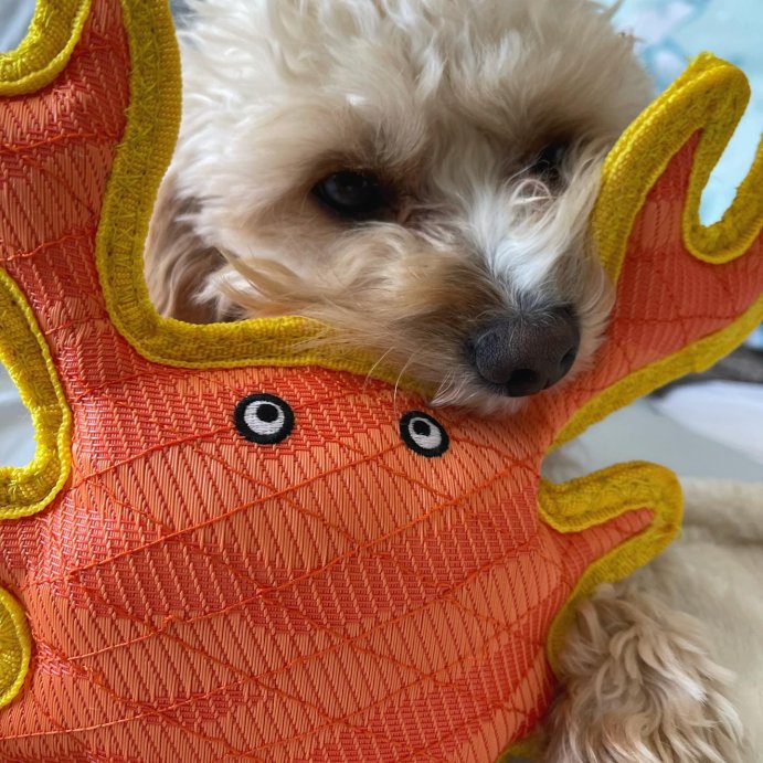 user image by @macbenzel, DuraForce Crab Dog Toy  - Orange