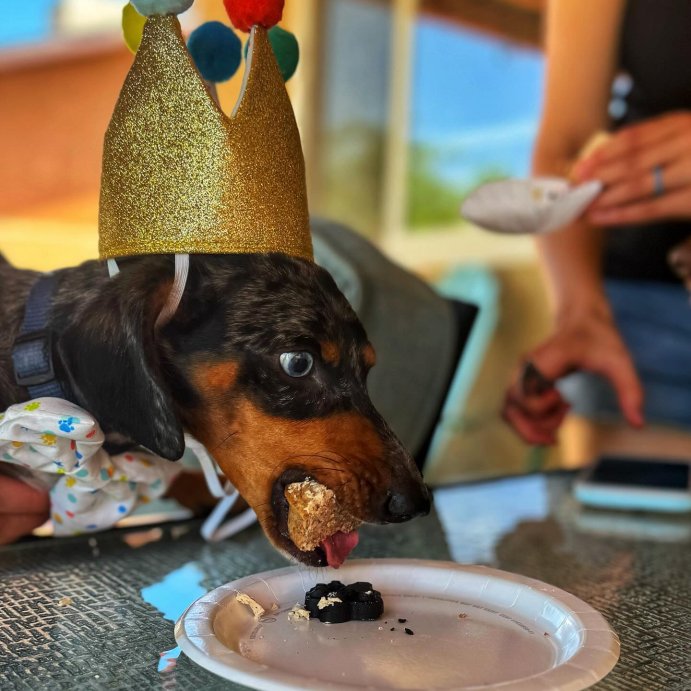 user image by @beanieandbluey, Birthday Crown Dog Hat - Gold - 6&#34; - Boots &#38; Barkley&#8482;