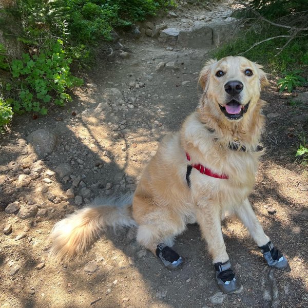 Ruffwear Grip Trex Dog Boots Pair REI Co op