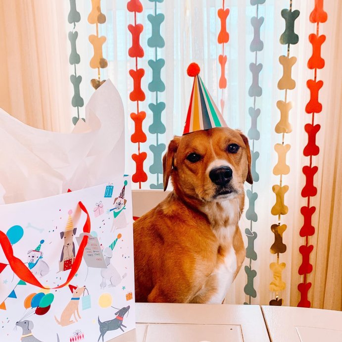 user image by @bits_of_bagel, Large Pup Party Gift Bag - Spritz&#8482;