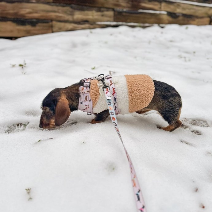 user image by @casey.meets.sid, Faux Shearling Neutral Dog Vest - Boots &#38; Barkley&#8482;