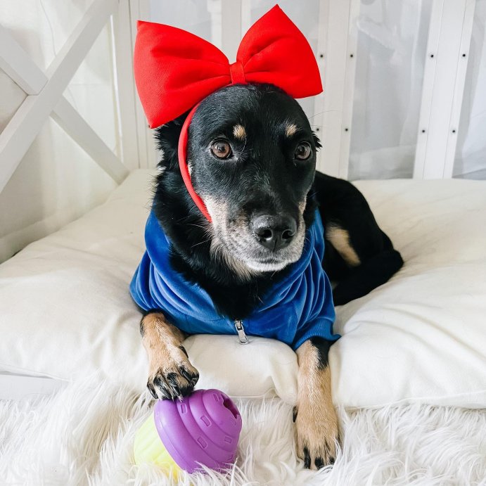 user image by @chaitotherescue, Brightkins Cupcake Dog Treat Dispenser