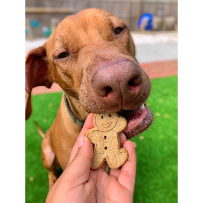 user image by @singandhowl, Buddy Biscuits Oven Baked Crunchy Peanut Butter Dog Treats