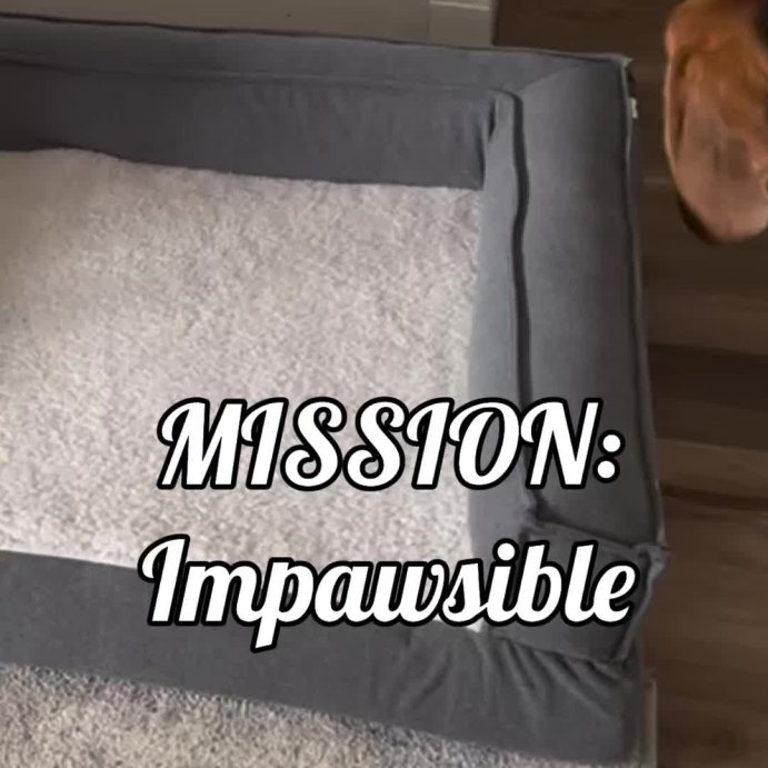 user image by @igeehomelifestyle, 3-Sided Bolster Dog Bed - Boots & Barkley™