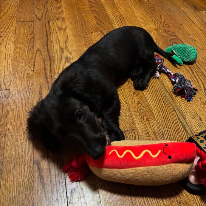 user image by @sausagedogsam210, 12.5&#34; Hot Dog Rope Dog Plush Toy - Sun Squad&#8482;
