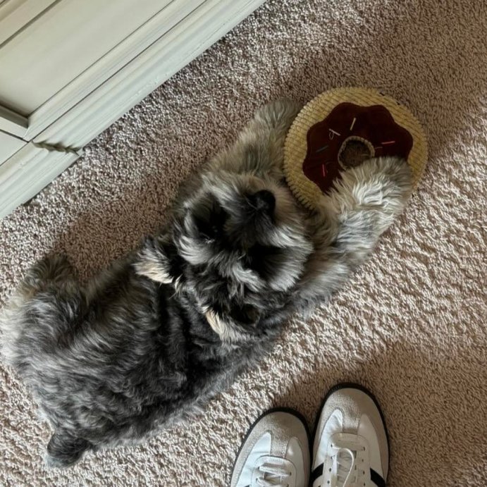 user image by @lincolnmcbrairty, TrustyPup Chocolate Donut Durable Plush Dog Toy