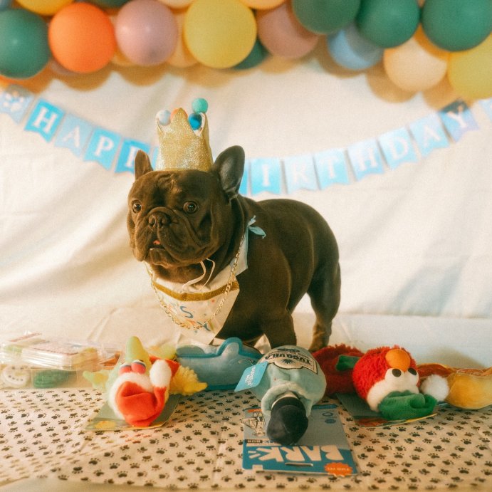 user image by @staceyqmarin, Birthday Crown Dog Hat - Gold - 6&#34; - Boots &#38; Barkley&#8482;