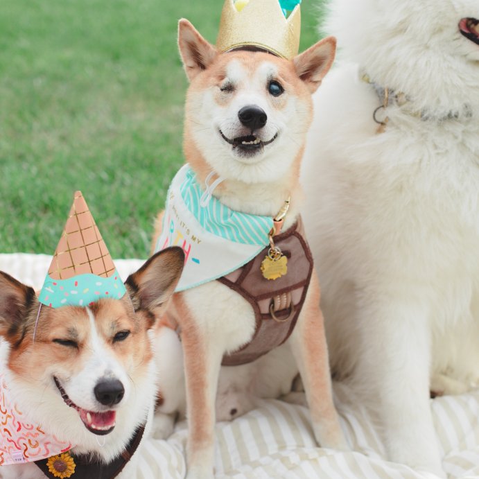 user image by @houseofpawtatoes, Birthday Crown Dog Hat - Gold - 6&#34; - Boots &#38; Barkley&#8482;