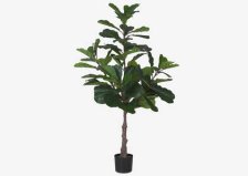 Shop Kani Fiddle Tree Potted and more