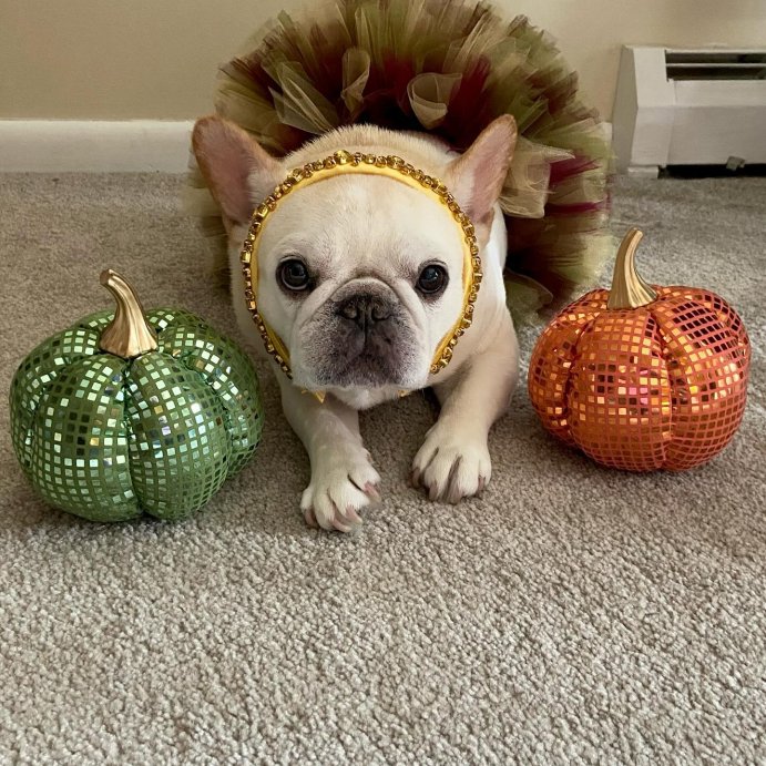 user image by @sizzle_reel_cute, Large Fabric Disco Pumpkin - Bullseye's Playground™