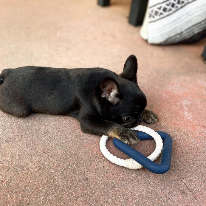 user image by @matsumotothefrenchie, Wild One Triangle Tug Engaging Dog Toy