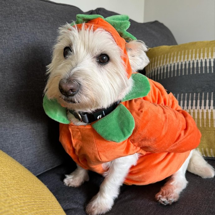 user image by @westthewestie, Zack & Zoey Pumpkin Pooch Dog Costume